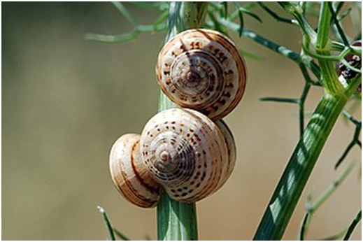 CABRILLA