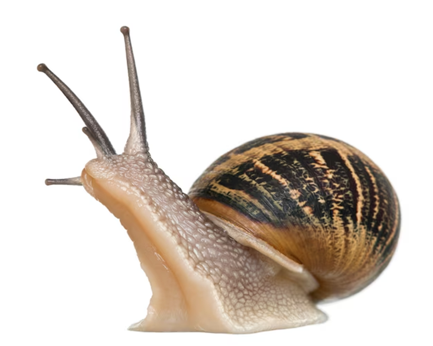 CARACOL
